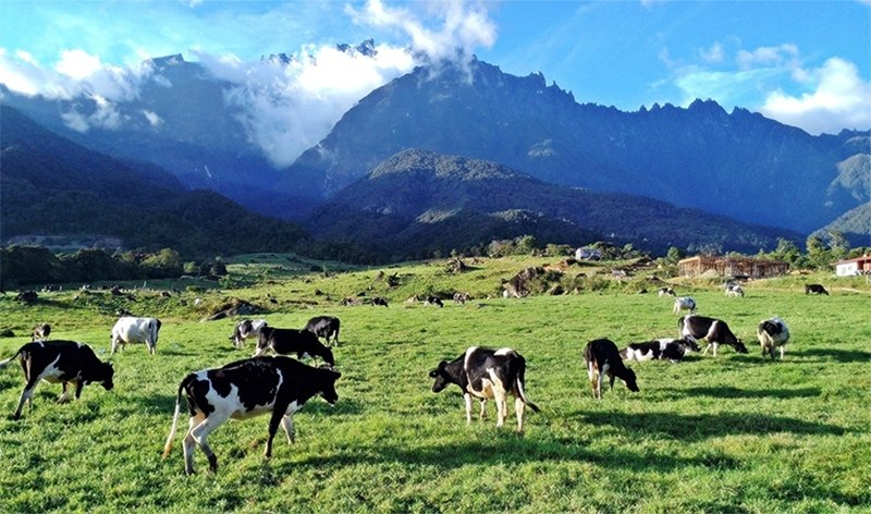Desa Dairy Farm